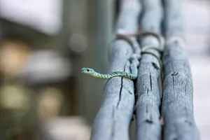 Crawling Small Snake Wallpaper