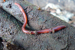 Creepy Worm On A Tree Branch Wallpaper