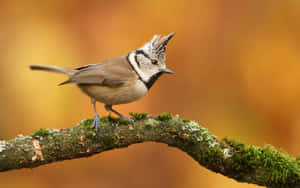 Crested Titmouseon Branch.jpg Wallpaper