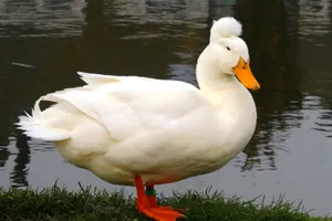 Crested White Duck Wallpaper