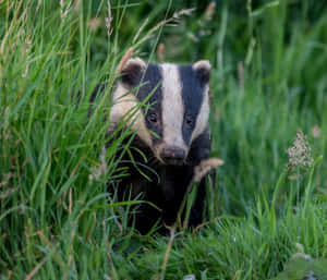 Curious Badgerin Grass Wallpaper