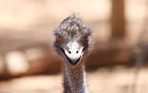 Curious Emu Close Up Wallpaper