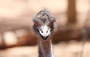 Curious Emu Close Up Wallpaper