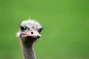 Curious Ostrich Portrait Green Background.jpg Wallpaper