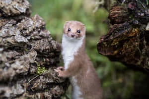 Curious Weasel Peeking Out Wallpaper