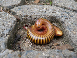 Curled-up Millipede In The Middle Of A Step Wallpaper