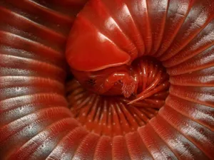 Curled-up Scarlet Millipede Wallpaper