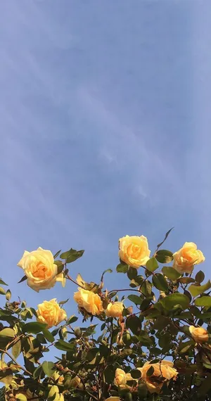 Cute Aesthetic Flower Yellow Rose Wallpaper