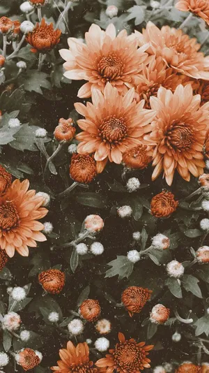 Cute Aesthetic Orange Flowers Wallpaper