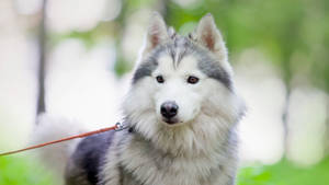 Cute Alaskan Malamute Dog On A Leash Wallpaper