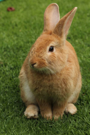 Cute Animal Brown Rabbit Wallpaper