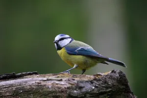 Cute Animal Eurasian Blue Tit Bird Wallpaper