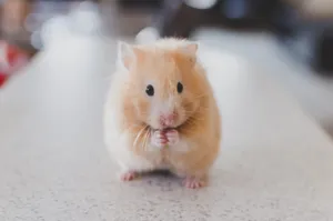 Cute Animal Hamster Wallpaper
