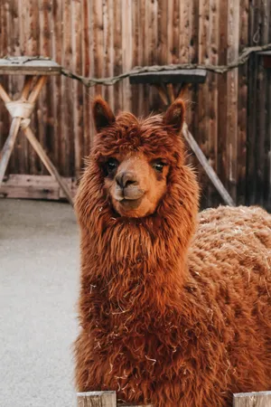 Cute Animal Huacaya Alpaca Wallpaper