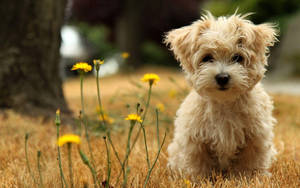 Cute Animal Morkie Dog Wallpaper