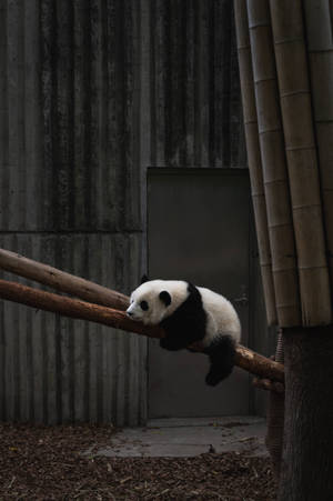 Cute Animal Panda Bear Wallpaper
