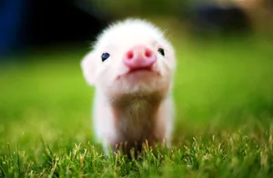 Cute Animal Piglet Wallpaper