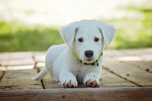 Cute Animal White Puppy Wallpaper