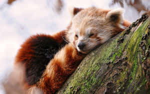 Cute Asleep Red Panda Laptop Wallpaper