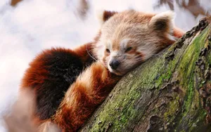 Cute Asleep Red Panda Laptop Wallpaper