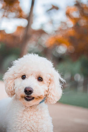 Cute Beige Poodle Wallpaper