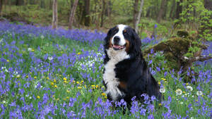 Cute Bernese Mountain Dog On Purple Flowers Wallpaper