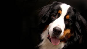 Cute Bernese Mountain Dog Portrait Wallpaper