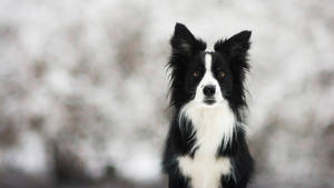 Cute Black And White Border Collie Dog Wallpaper