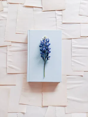 Cute Blue Aesthetic Bluebonnet Flower Wallpaper