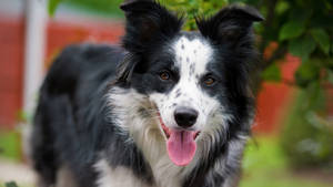 Cute Border Collie Dog Tongue Wallpaper