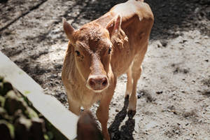 Cute Brown Cow Looking Up Wallpaper