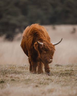 Cute Brown Cow On Dry Grass Wallpaper