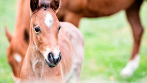 Cute Brown Little Foal Close Up Shot Wallpaper