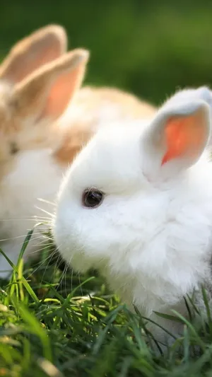 Cute Bunny Animals On The Grass Wallpaper