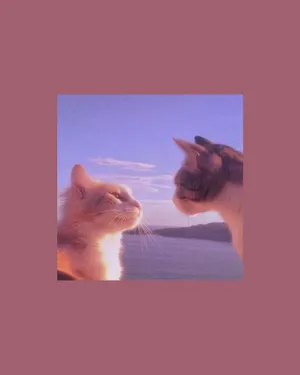 Cute Cat Aesthetic Beach And Sunlight Wallpaper