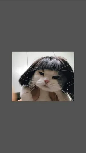 Cute Cat Aesthetic Funny Short Wig Wallpaper