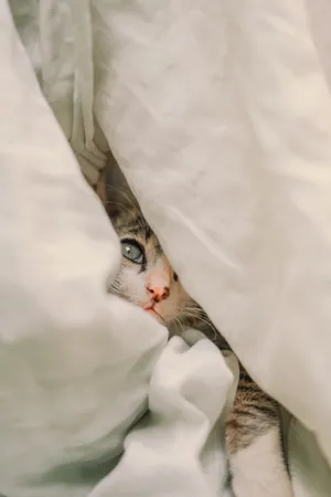 Cute Cat Aesthetic Hiding Under The Blanket Wallpaper