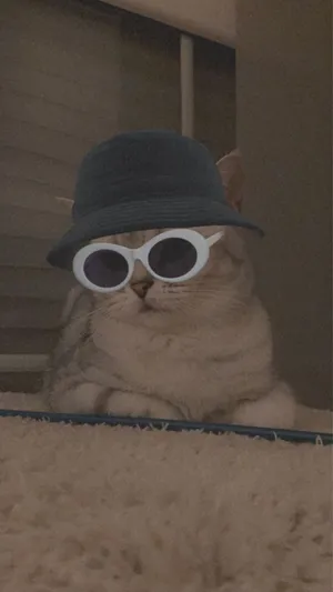 Cute Cat Aesthetic With Bucket Hat And Sunglasses Wallpaper