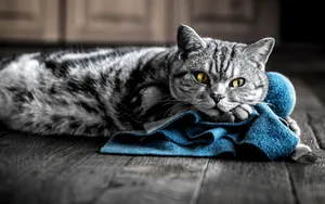 Cute Cat Relaxing Wallpaper