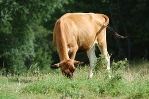 Cute Cow Craning Neck Down To Eat Wallpaper