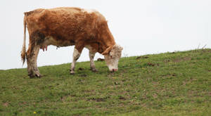 Cute Cow Eating Grass On Hill Wallpaper