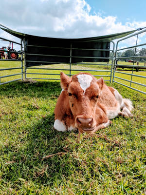 Cute Cow In Corral Wallpaper