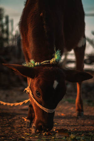 Cute Cow With Rope In Mouth Wallpaper