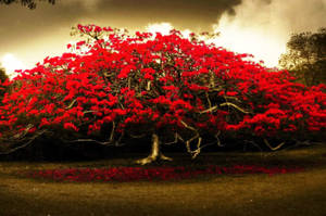 Cute Dark Red Leaved Tree Wallpaper