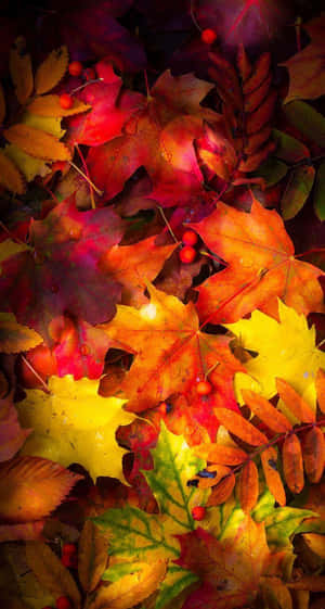 Cute Dried Maple Leaves Wallpaper