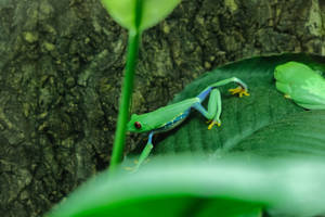 Cute Frog And Green Leaf Wallpaper