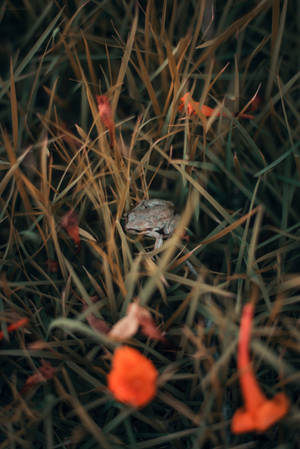 Cute Frog And Tall Grass Wallpaper