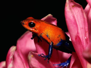 Cute Frog On A Pink Leaf Wallpaper