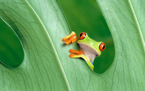 Cute Frog Peaking Behind Leaf Wallpaper