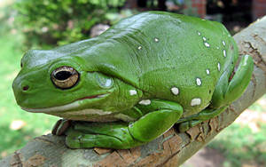 Cute Frog Resting On A Tree Wallpaper